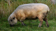 Shropshire-Schaf (2).jpg